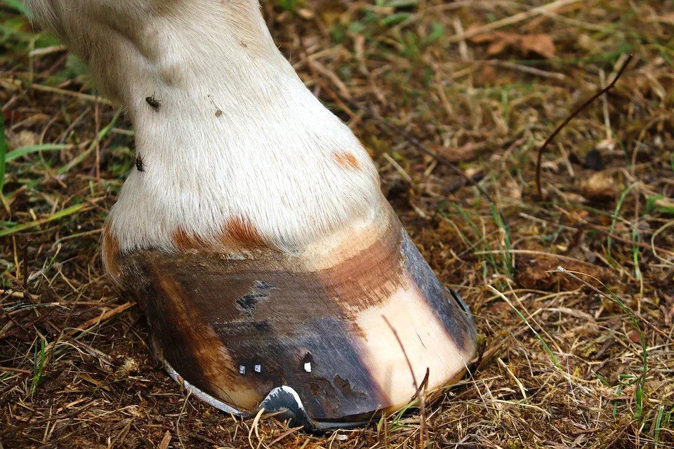 How To Reduce Horse Hoof Bruising Paddock Blade United Kingdom