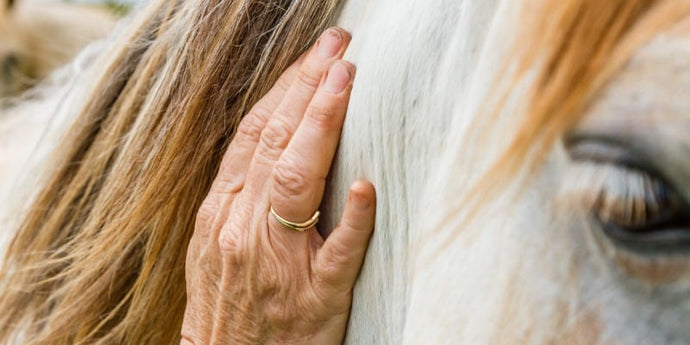 Understanding Horse Behaviour: Decoding Equine Language