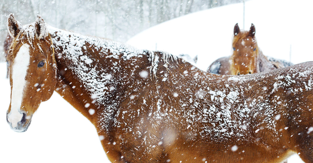 Essential Winter Horse Care Checklist and Tips