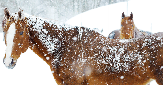 Essential Winter Horse Care Checklist and Tips