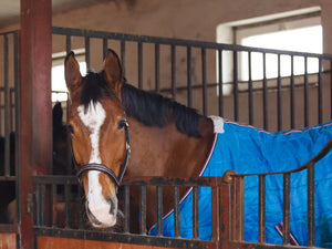 Picking the Right Winter Rug for Your Horse