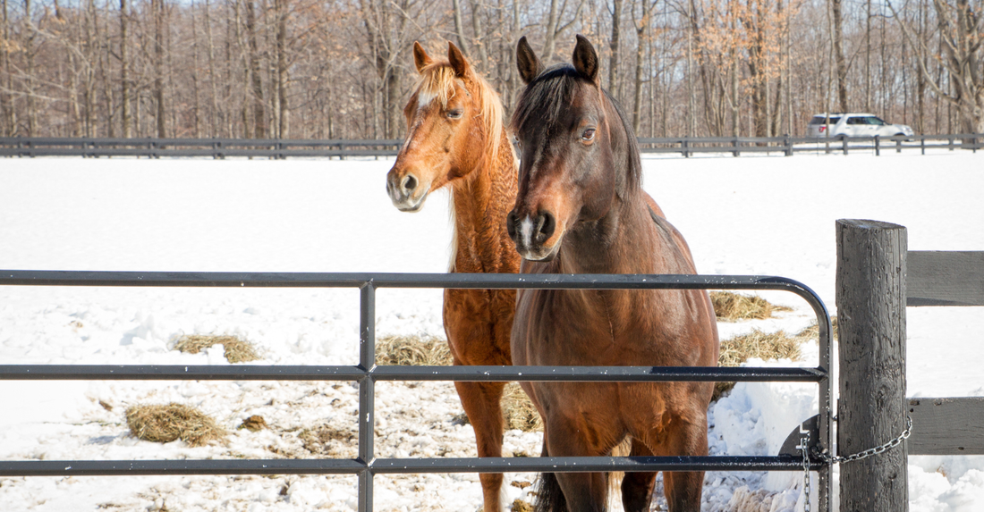 Winter Paddock & Pasture Management in the UK: Mud Prevention, Drainage & Grazing Strategies