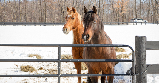 Winter Paddock & Pasture Management in the UK: Mud Prevention, Drainage & Grazing Strategies