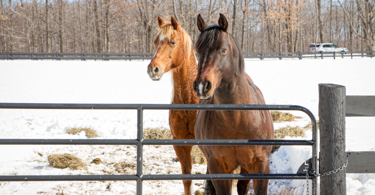 Winter Paddock & Pasture Management in the UK: Mud Prevention, Drainag ...