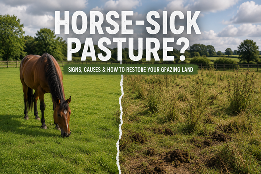What Is Horse-Sick Pasture? Signs, Causes & How to Restore Your Grazing Land