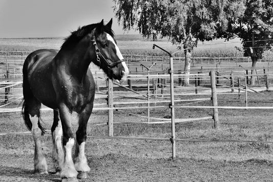 9 Facts About the Shire Horse