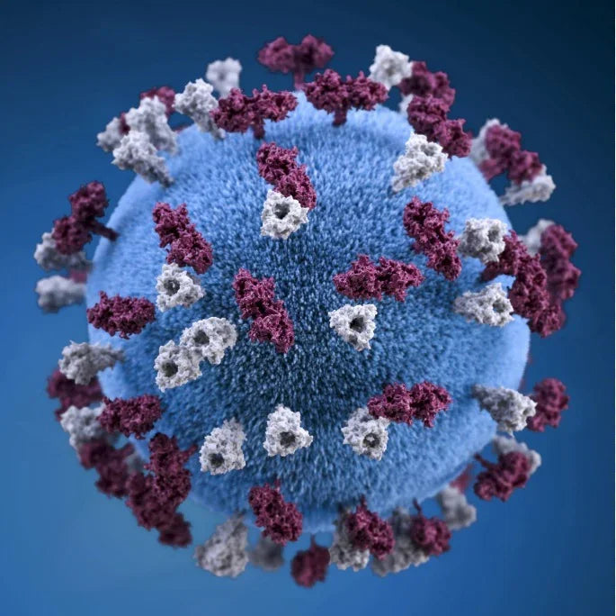 Creating A Stronger Bond With Your Horse During The Coronavirus Pandemic