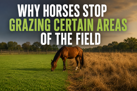 Why Horses Stop Grazing Certain Areas of the Field