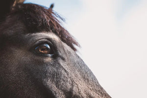 Horse Riding More During COVID 19