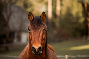 Horses in Mind Brisbane: Proud New Partner of Paddock Blade
