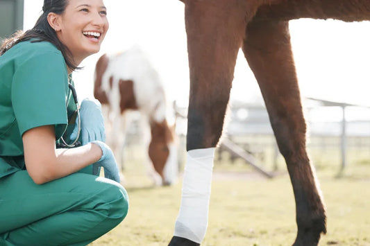 horse vet next to horse