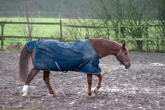How to Keep Your Horse Mentally Stimulated During Rainy Days