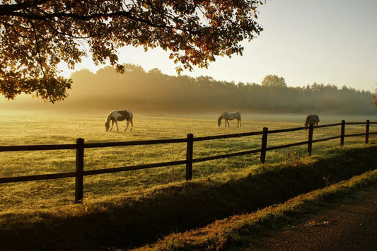 The True Cost of Owning a Horse in the UK and the Recent Increases