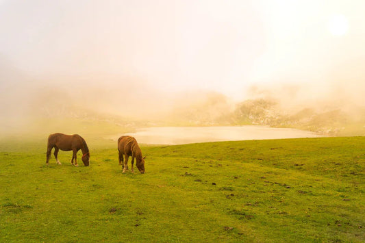 10 Essential Summer Horse Care Tips for UK Riders