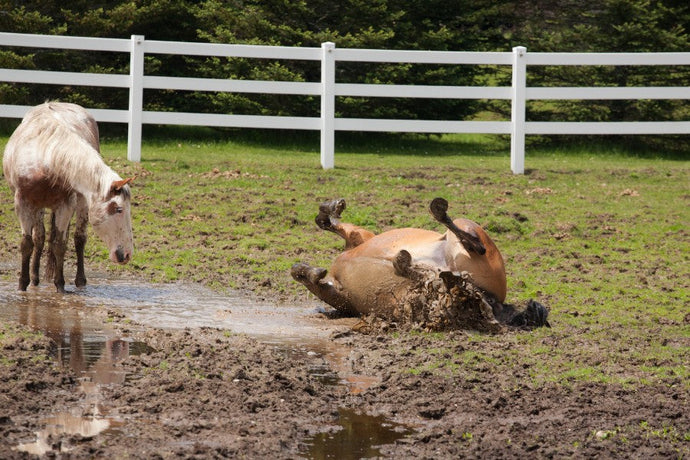 Mud Fever Prevention in Autumn: Turnout & Daily Care for UK Horses