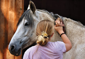 9 Essential Summer Grooming Tips To Keep Your Horse Happy & Healthy