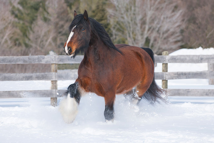 A Winter Grooming Guide: 8 Tips For Maintaining a Healthy Horse Coat in the UK Cold