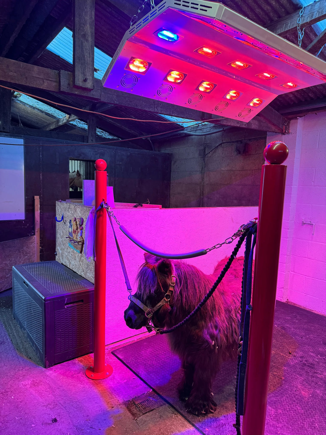 A Newbie’s Guide to the Benefits of Horse Solarium's