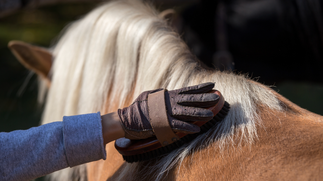Do You Really Need to Groom Your Horse Every Day?