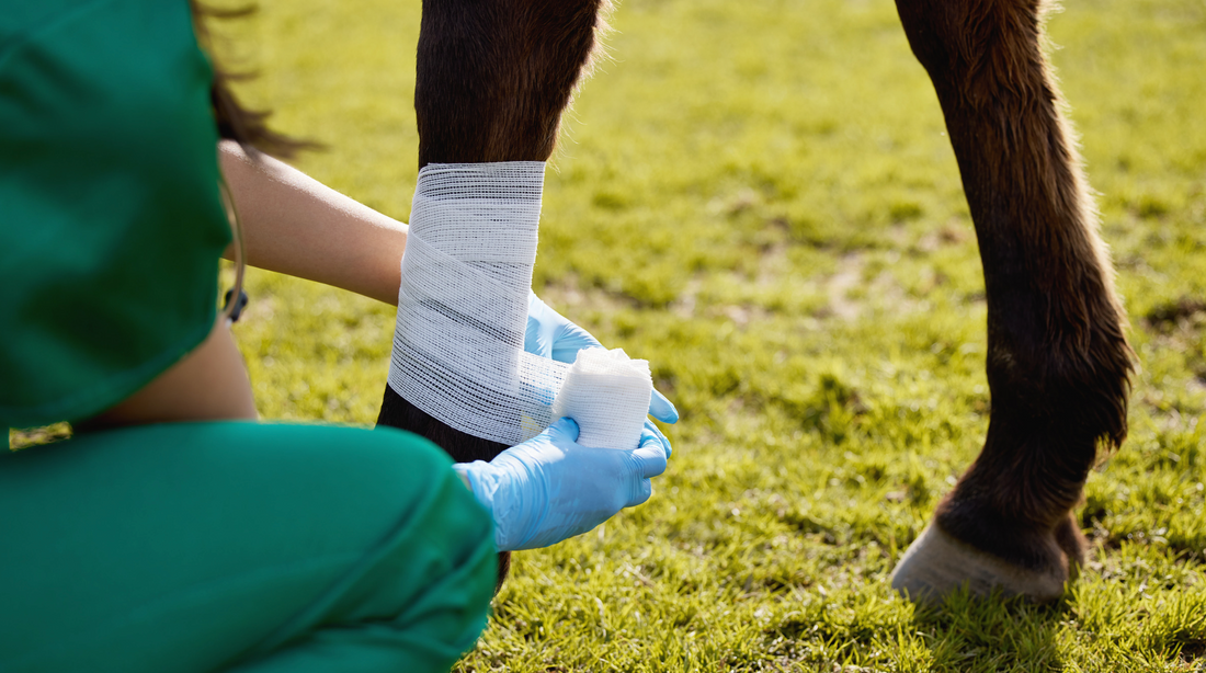 The Horse First Aid Kit: What's Actually Worth Buying