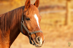A Quick Guide to the Best Summer Supplements for Horses