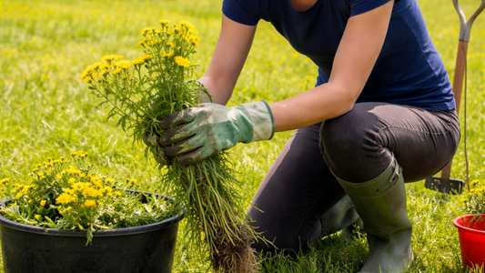 woman removing ragwort from paddock