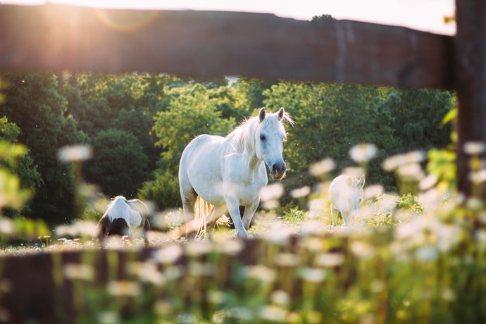 Top Tips on Preparing Your Horse For Summer in the UK