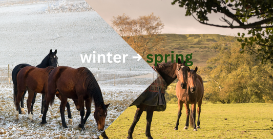 winter to spring transitional image showing horses in a winter paddock and horses in a spring paddock