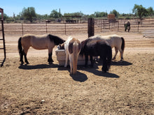 horse feeding from a hay feeder in a dry lot