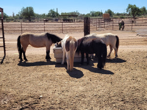 horse feeding from a hay feeder in a dry lot
