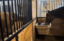 horse eating hay from hayoptimzer feeder