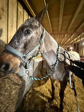 Horse in stable being treated with therapy device