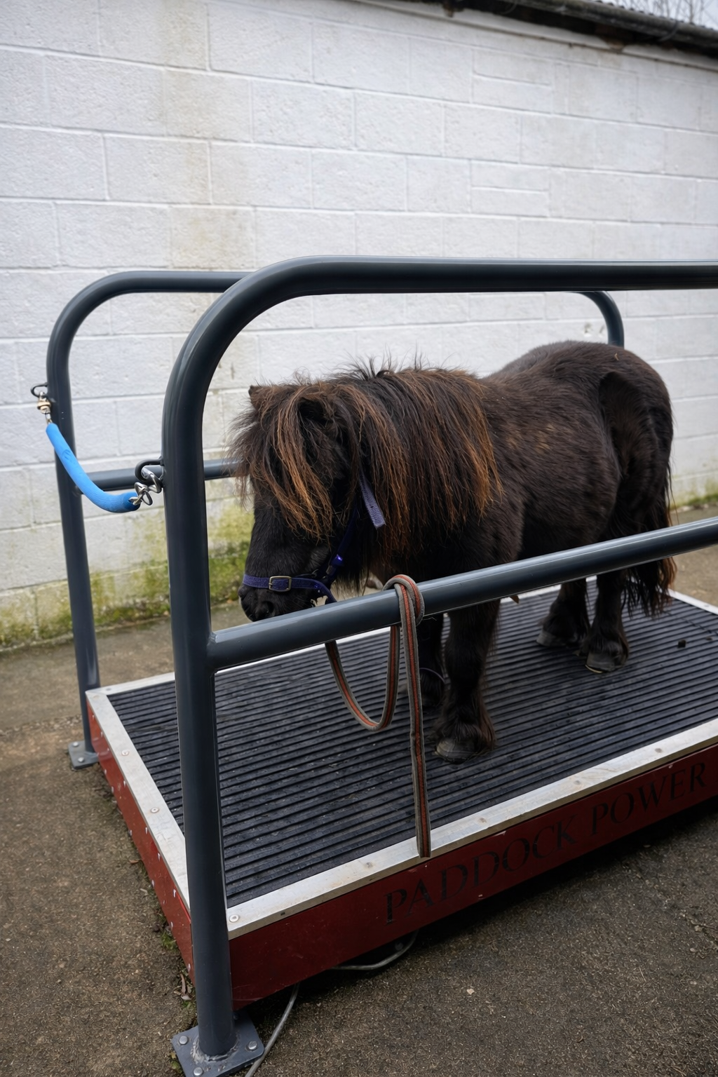 Paddock Power Plate horse therapy vibration table with black control panel and sturdy frame, designed for equine muscle recovery.