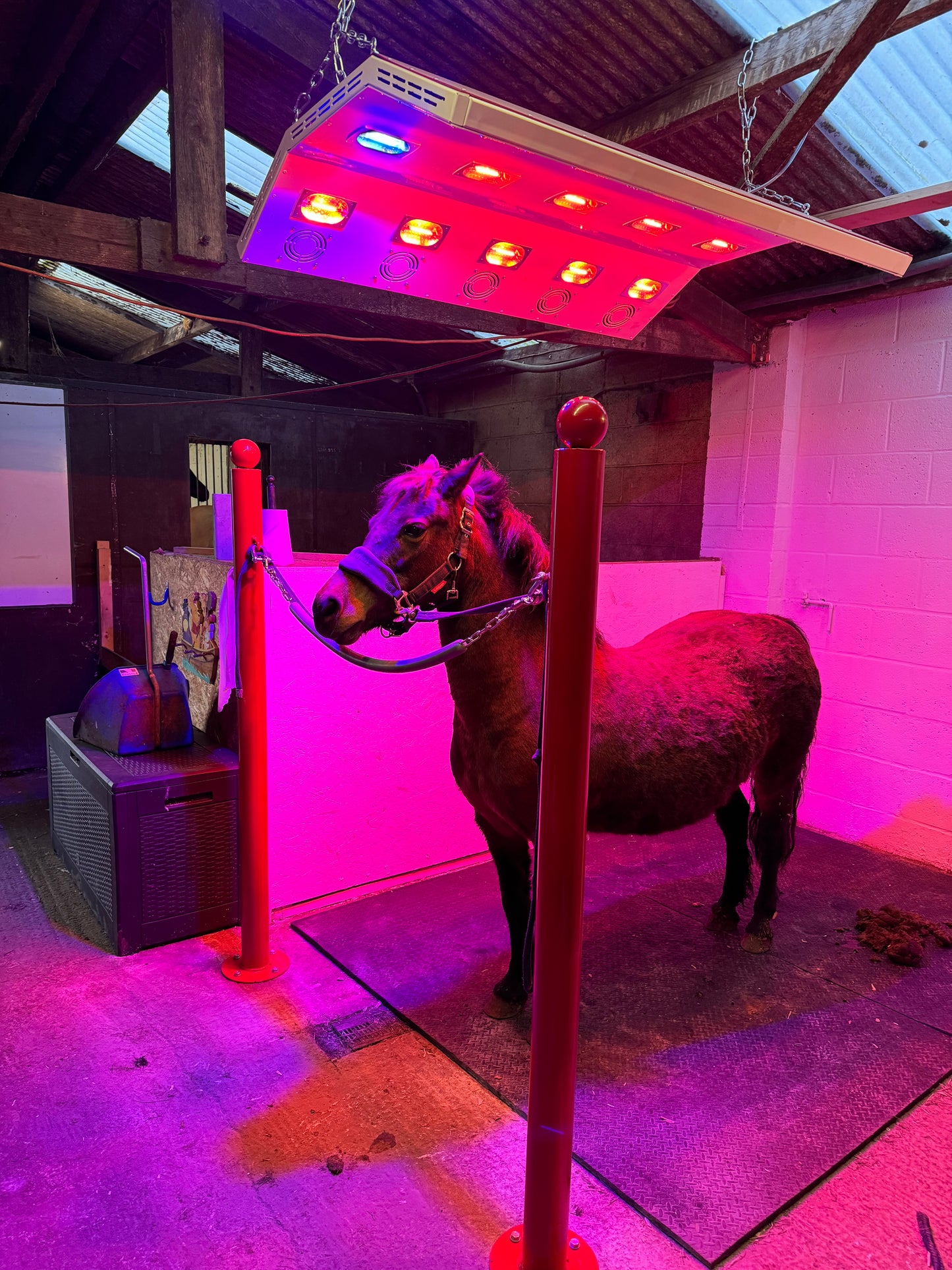 Horse standing under the Paddock Blade Deluxe Aluminium Horse Solarium, a British-made outdoor sunlamp for equine health.