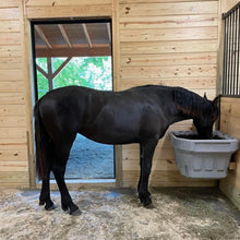 horse eating hay in stable